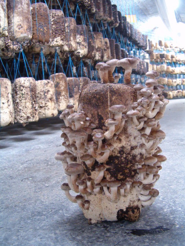 Shiitakegomba termőblokk